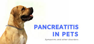 Yes some dogs do develop pancreatic cancer. Signs Of Pancreatic Cancer In Dogs