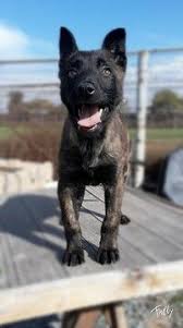 Because of its size, loyalty, and intelligence, it is often the breed of choice for police, military, and security units. 500 Dutch Shepherd Ideas Shepherd Dutch Shepherd Dog Dogs