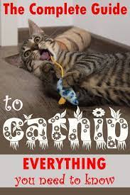 Catnip Drives Cats Crazy But What Is Catnip Why Do Cats Love Catnip The Answers To These Questions And Many More Can Be Found Right He Cat Love Catnip Cats
