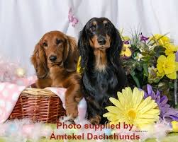 standard dachshund appearance info