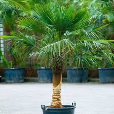 We did not find results for: Trachycarpus Fortunei Striped Trunk The Palm Centre