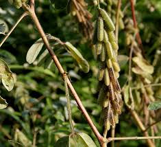 Image result for Indigofera astragalina