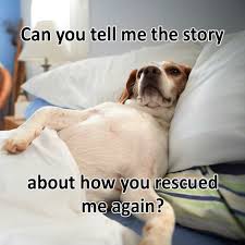 Tell Me The Story Of How You Adopted Me Again Beagle Rescue Rescue Animal Rescue