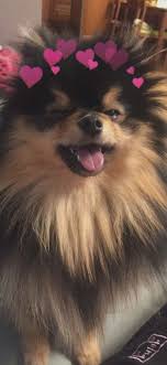 Lucu, bapak pns ini bisa tirukan suara hewan mulai ddari ayam, kucing, anjing, sapi bahkan suara mak lampir juga bisa. Yeontan Bayi Anjing Anak Anjing Lucu Anak Anjing