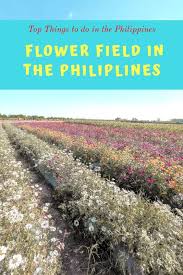 Flower Farm In The Philippines In 2020 Asia Travel Philippines Travel Philippines Travel Guide