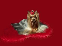 Uncover how to properly fix this situation and prevent it. Yorkshire Terrier Mating Timing Breeding A Yorkshire Terrier Estrus Mating Pregnancy Or How To Give Birth To Yorkies Advantages And Disadvantages Of Yorkshire Terrier Breeding