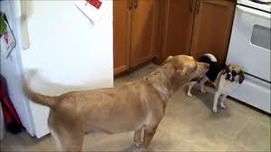 #mine #labrador #rhodesian ridgeback #ridgeback #old photo. Rhodesian Labrador Lab Rhodesian Ridgeback Mix Info Pics Doggie Designer