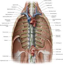 The superior thoracic aperture found superiorly and the inferior it is bounded by the bones of the upper thorax; Thoracic Cavity Atlas Of Anatomy