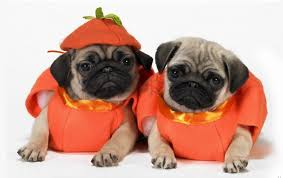 Puppy pug wallpapers will be downloaded onto your device, displaying a progress. Costumes Dogs Pugs Puppies Wallpaper Background Best Stock Photos Toppng