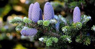 Fir trees are a species of large evergreen conifer trees that are mainly found in north america, europe, and asia. Types Of Fir Trees With Identification Guide And Pictures