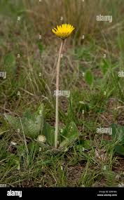 Image result for Haplocarpha