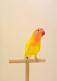 Pin Von Keiko Shoji Auf Cat Etc Vogel Als Haustiere Hubsche Vogel Exotische Vogel