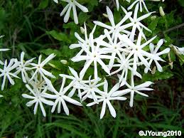 Image result for Jasminum multipartitum