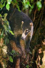 Corcovado national park is the backpacking experience of a lifetime. Corcovado National Park Wildlife Location In Costa Rica Latin America Wildlife Worldwide
