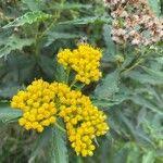 Image result for Psiadia punctulata