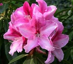 R Walloper Group With Images Rhododendron Plant Rhododendron Plants