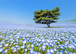 Why is it a unexpected? Tiny Blue Flowers Blooming In Japanese Park