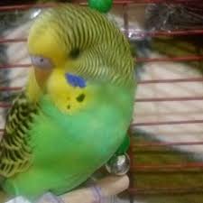 Bu Ilac Ne Muhabbet Kusu Forumu Muhabbetkusu Com Tr