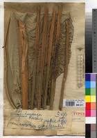 Image result for Sarcophrynium