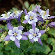 Colorado blue columbine (aquilegia coerulea) is one of the most beautiful wildflowers of the rockie mountains. Rocky Mountain Columbine Aquilegia Caerulea High Country Gardens