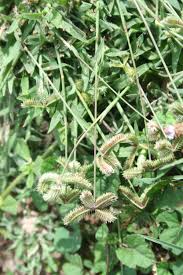 Image result for Dactyloctenium aegyptium