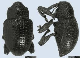 Image result for Commicarpus pedunculosus