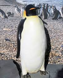 It is the tallest and heaviest of all penguin species. Emperor Penguin Online Learning Center Aquarium Of The Pacific
