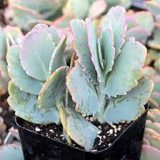 Flat Blue Green Leaves Edged In Pink And Green Leaves Have A Waxy Appearance Easy To Control Growth Of Plant Through Kalanchoe Fedtschenkoi Succulents Plants