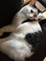 Katze Zeigt Komisches Verhalten Seit Schwangerschaft Babyforum At