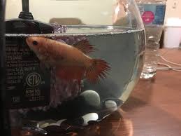 And with betta fish (as well as humans) its actually good to skip a meal once in awhile, it gives the digestive system a break and allows for getting rid of any built up toxins. Betta Pregnant Sick Or Tumor Freshwater Fish Disease And Fish Health Forum 327929