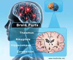 Diseases related to amnestic disorder via text searches within malacards or genecards suite drugs for amnestic disorder (from drugbank, hmdb, dgidb, pharmgkb, iuphar, novoseek. Infographic On Amnesia