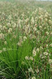 Image result for Carex sp.no.1