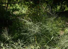 Image result for Panicum maximum
