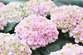 Il fiore di ortensia simboleggia infatti l'intenzione di andarsene, di volere uscire da una situazione d'empasse, e se regalata a qualcuno per la talea di ortensie è opportuno scegliere un ramo che non ha fiorito perchè avrà più probabilità di attecchire. Cambiare Il Colore Di Un Fiore Con L Ortensia Si Puo Blog Di Fiori E Notizie Fresche