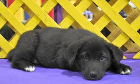 Six females and five males … Want To Adopt A Pet Here Are 7 Precious Puppies To Adopt Now In Detroit Cbs Detroit