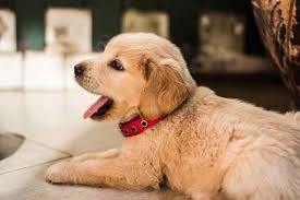 Why does my dog's breath smell like metal? What Does Puppy Breath Smell Like When Does It Stops