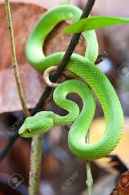 Vipers are all snakes that are part of the viperidae family and are found in almost all parts of the world. Snake Green Pit Viper In Forest Stock Photo Picture And Royalty Free Image Image 12452057
