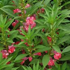 Image result for Impatiens nyungwensis