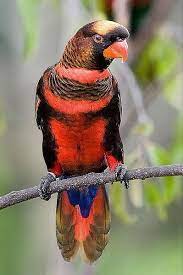 They are not seed eaters though, requiring fresh fruits or nectar instead, which makes their droppings very runny. Pin On Bird Song Lory And Friends