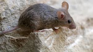 If the rats in the walls have. How To Get Rid Of Mice In Walls And Ceilings Earlyexperts