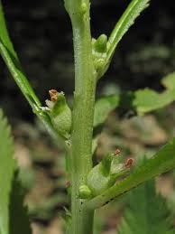 Image result for Haloragaceae