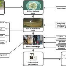 Maybe you would like to learn more about one of these? Pdf Bioprocessing Of Plant Cell Cultures For Mass Production Of Targeted Compounds