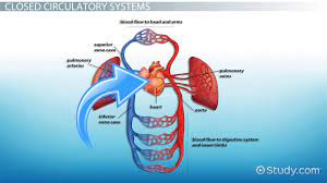 Compare Contrast Open Closed Circulatory Systems Video Lesson Transcript Study Com
