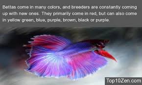 20 Interesting Betta Fish Facts To Better Know Your Betta Betta Fish Betta Fish Care Betta