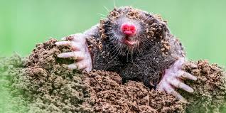 Moles are the enemies of well manicured of lawns and garden. Backyard Moles How To Get Rid Of Moles
