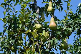 Good sales on meats and grocery. Hd Wallpaper Pear Orchard Fruit Tree Farm Fall Harvest Low Angle View Wallpaper Flare