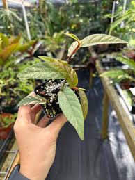 Image result for Fuirena sagittata