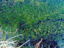 Image result for Lagarosiphon muscoides