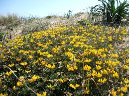 Fiori gialli prato muro a secco siciliano piante officinali. Fiori Gialli Macchia Mediterranea