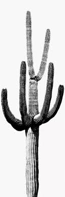 Stretched and framed watercolor cactus wall art green tropical desert canvas painting decor 3 pieces. Black White Saguaro Cactus Iii Canvas Print By Mia Jensen Icanvas